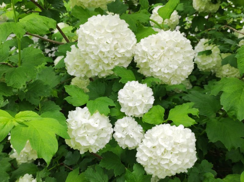 Viburnum Trimming